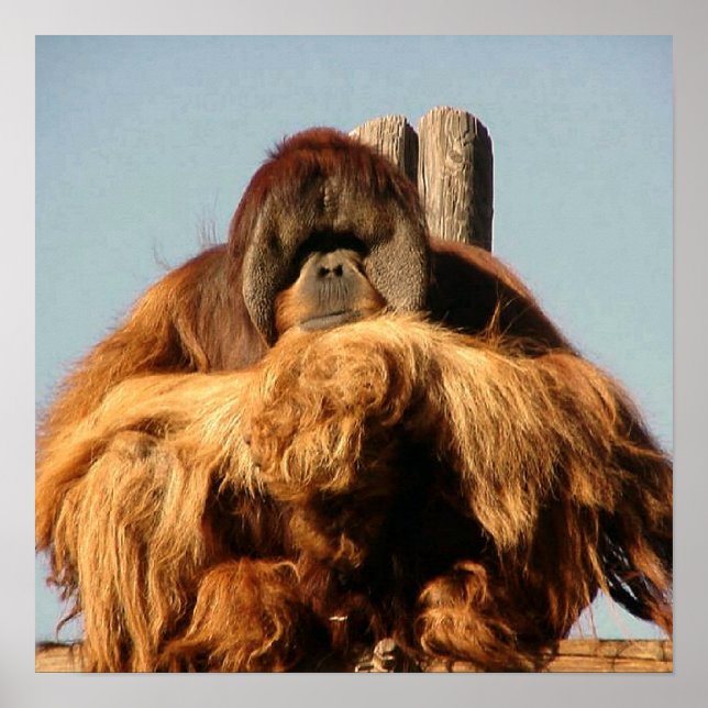 Big Ape-Poster Poster (Framsidan)