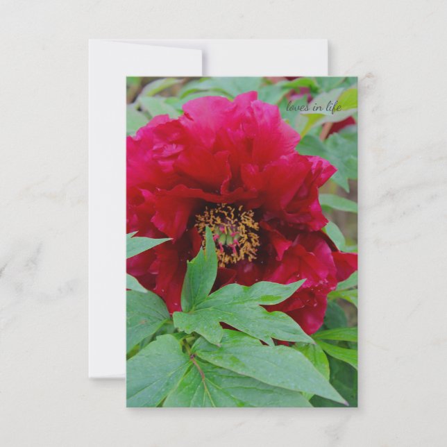 Big Bashful Burgundy Anteckningskort (Framsida)