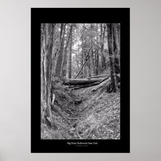 Big Basin Redwood State Park Poster