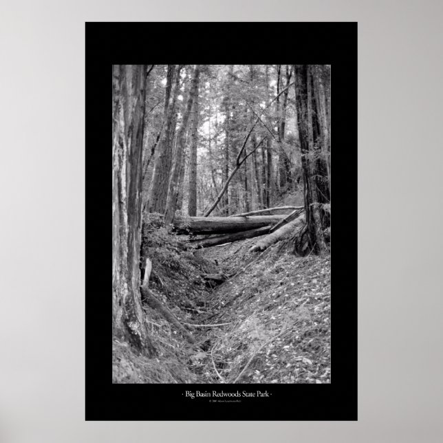 Big Basin Redwood State Park Poster (Framsidan)