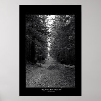 Big Basin Redwood State Park Poster