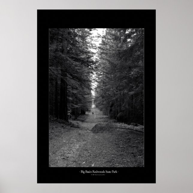 Big Basin Redwood State Park Poster (Framsidan)