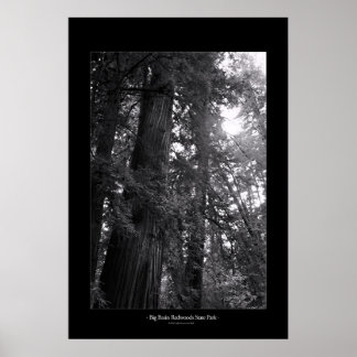 Big Basin Redwood State Park Poster