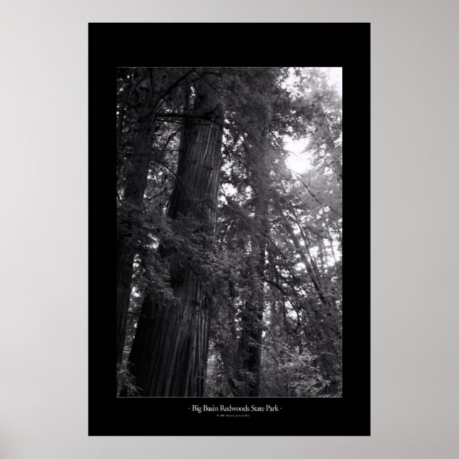 Big Basin Redwood State Park Poster (Framsidan)