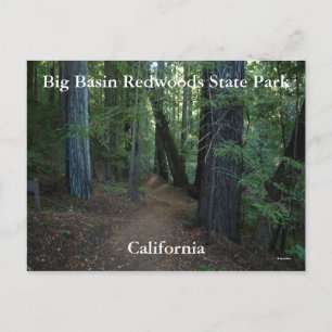 Big Basin Redwood State... Vykort