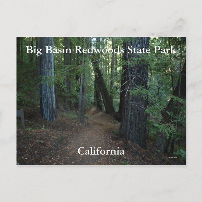 Big Basin Redwood State... Vykort (Framsida)
