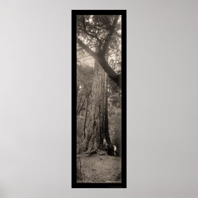 Big Basin Redwood Träd Photo 1907 Poster (Framsidan)