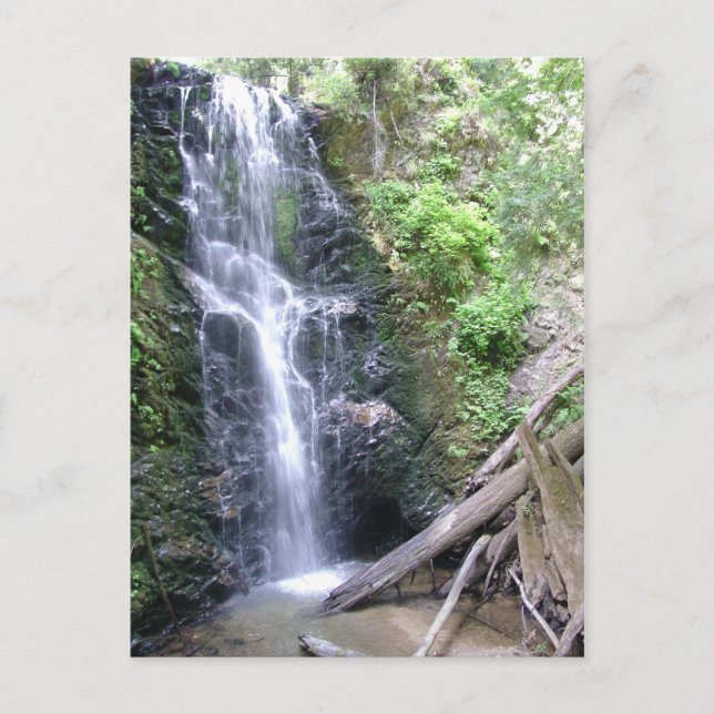 Big Basin, Santa Cruz-bergen Vykort (Framsida)