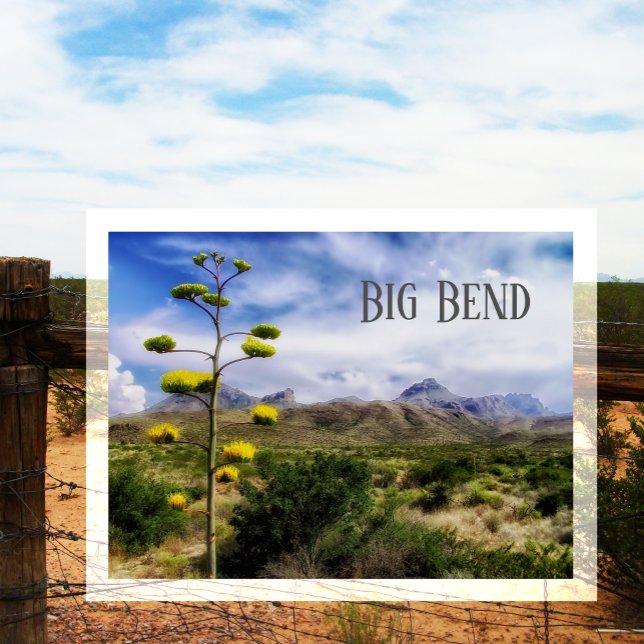 Big Bend liggande, Century Plant Blommar, TX Vykort (Skapare uppladdad)
