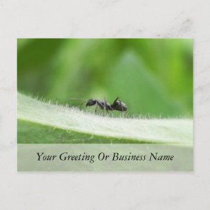 Big Black Ant Vykort