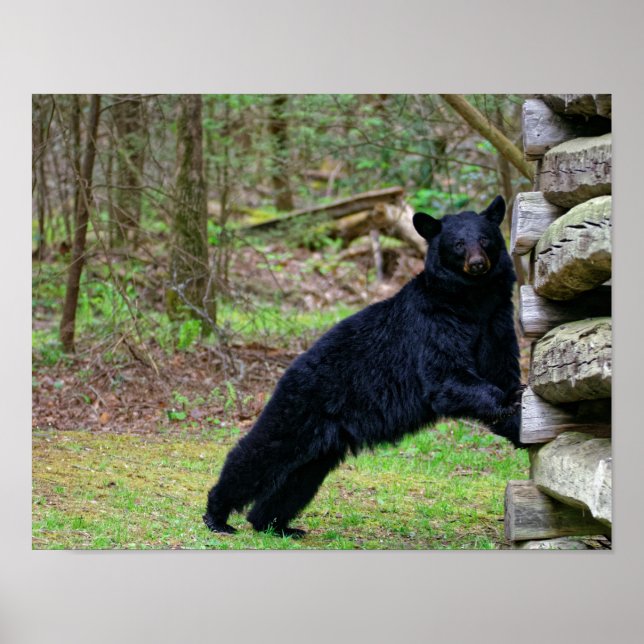 Big Black Bear in the Smoky's Poster (Framsidan)