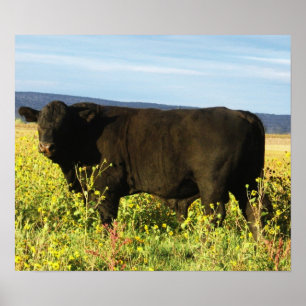 Big Black Bull in Sunblommor - Toro - Taurus Poster