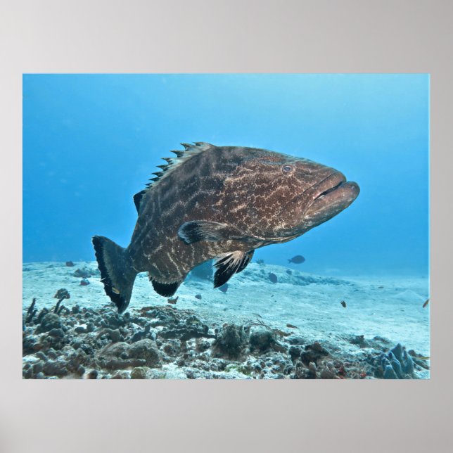 Big Black Grouper Poster (Framsidan)