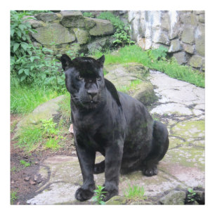 Big Black Jaguar Cat på Sitta på Sten Fototryck