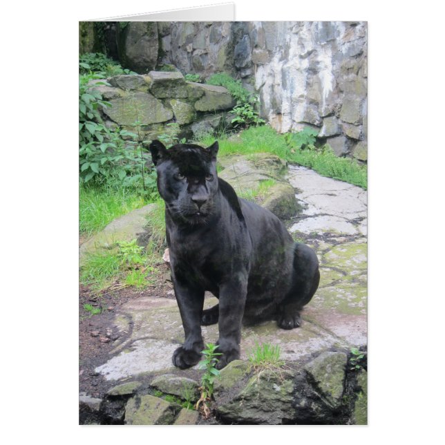 Big Black Jaguar Cat på Sitta på Sten Hälsningskort (Framsidan)