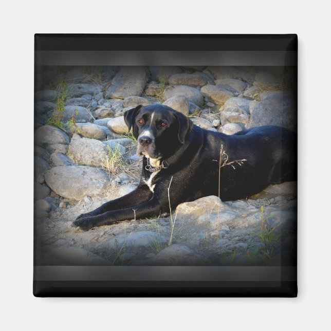 Big Black Pitbull Lab Kor Magnet (Framsidan)