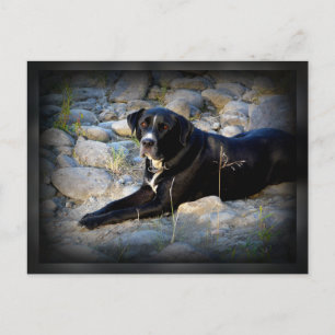 Big Black Pitbull Lab Kor Vykort