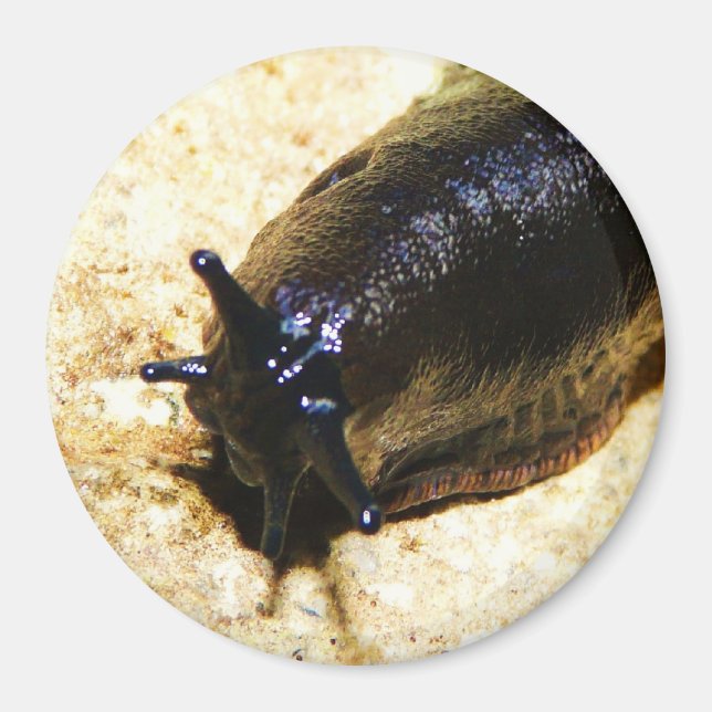 Big Black Slug Magnet (Framsidan)