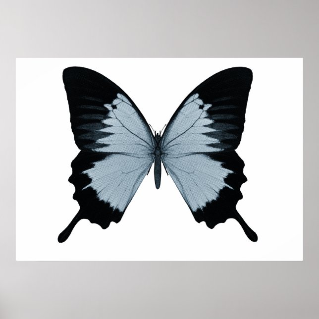 Big Blue & Black Butterfly Poster (Framsidan)