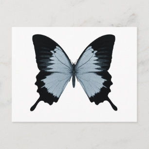 Big Blue & Black Butterfly Vykort