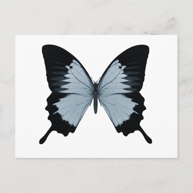Big Blue & Black Butterfly Vykort (Framsida)
