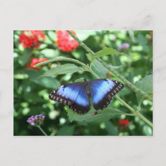 Big Blue Butterfly 2 Vykort