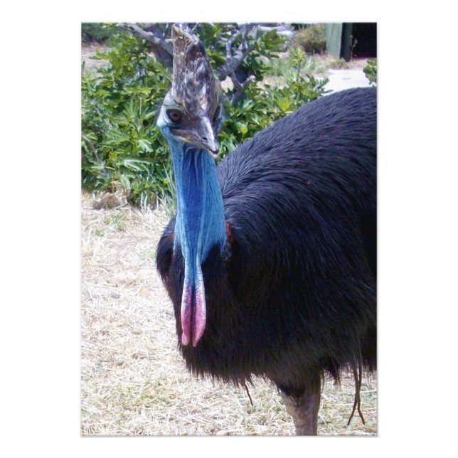 Big Blue Cassowary Bird Fototryck (Framsidan)