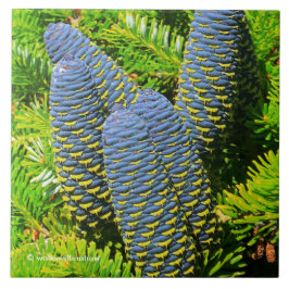 Big Blue Koreansk Fir Cones Kakelplatta