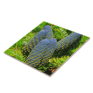 Big Blue Koreansk Fir Cones Kakelplatta