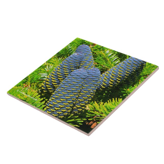 Big Blue Koreansk Fir Cones Kakelplatta (Sidan)