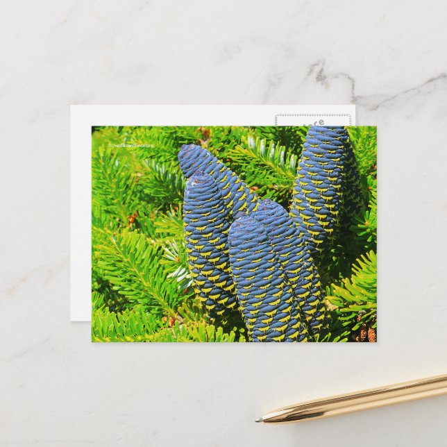 Big Blue Koreansk Fir Cones Vykort (Fram/Back In Situ)