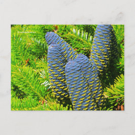 Big Blue Koreansk Fir Cones Vykort