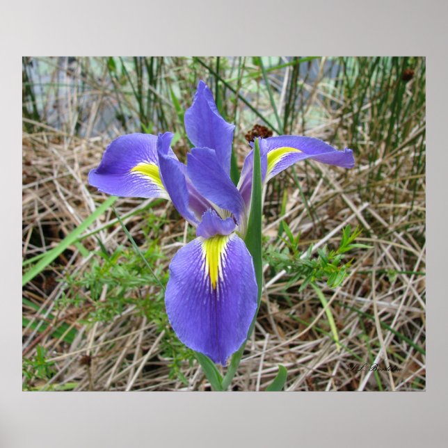 Big Blue Louisiana Iris Poster (Framsidan)