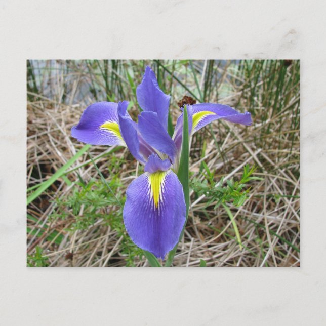 Big Blue Louisiana Iris Vykort (Framsida)