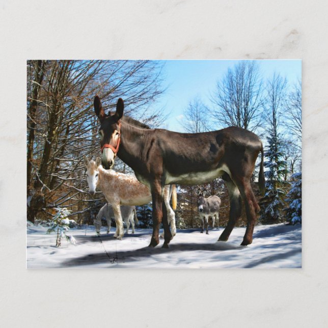 Big Boy & Company Vykort (Framsida)