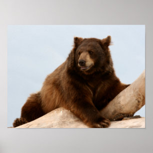 Big Brown Bear på en logg Poster