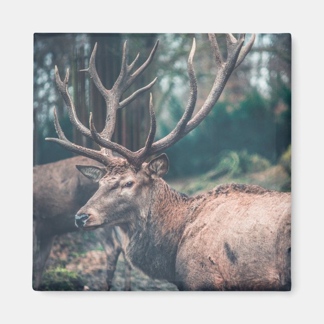 Big Brown Buck Hjort med stora Antlers Magnet (Framsidan)