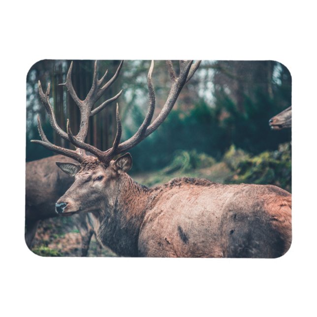 Big Brown Buck Hjort med stora Antlers Magnet (Horisontell)
