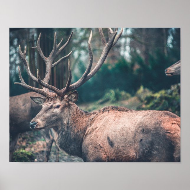 Big Brown Buck Hjort med stora Antlers Poster (Framsidan)