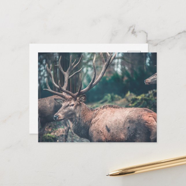Big Brown Buck Hjort med stora Antlers Vykort (Fram/Back In Situ)