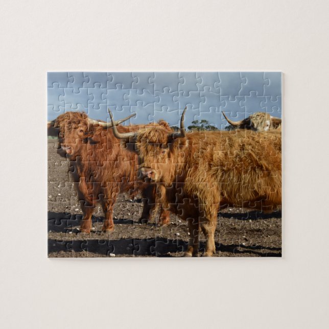 Big Brown Highland Cows, Jigszle Puzzle Pussel (Horisontell)