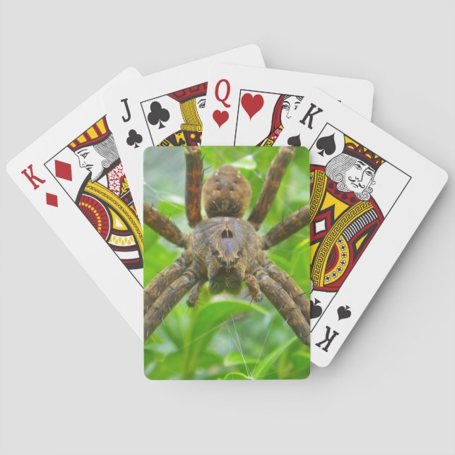 Big Brown Spider Casinokort (Baksidan)