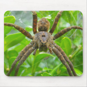 Big Brown Spider Musmatta