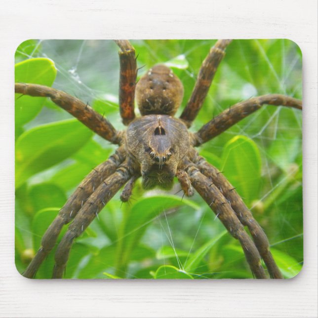 Big Brown Spider Musmatta (Framsidan)