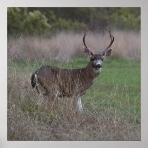 Big Buck 4-pekare Poster