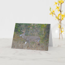 Big Buck-Hjort i Texas Art Note Card