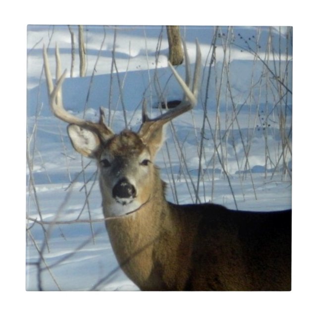 Big Buck Winter Kakelplatta (Framsidan)