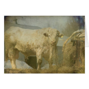 Big Bull, kort för tom Tillfällen