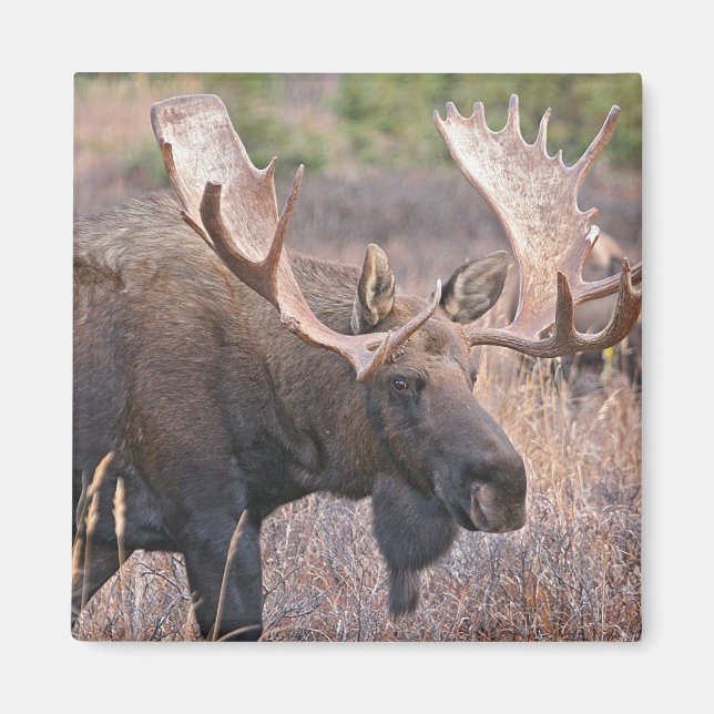 Big Bull Moose Magnet (Framsidan)