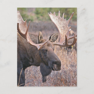 Big Bull Moose Vykort